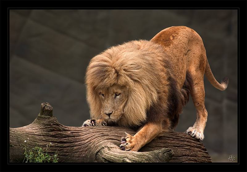 Der "King" bei der Morgengymnastik.