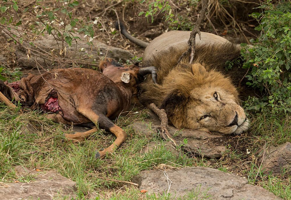 Der King und seine Beute  (Wildlife)