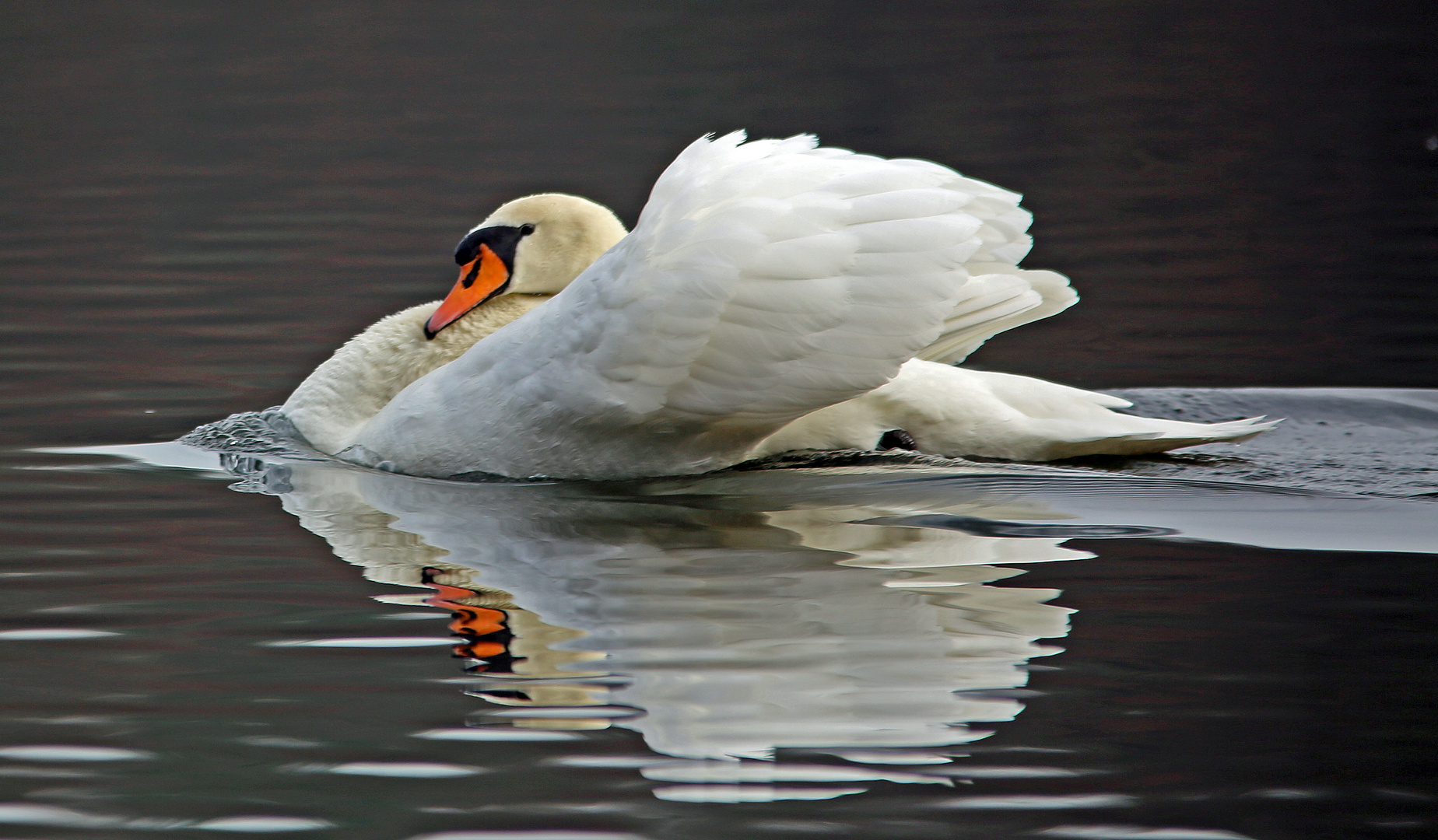 Der King vom Flakensee als Poser