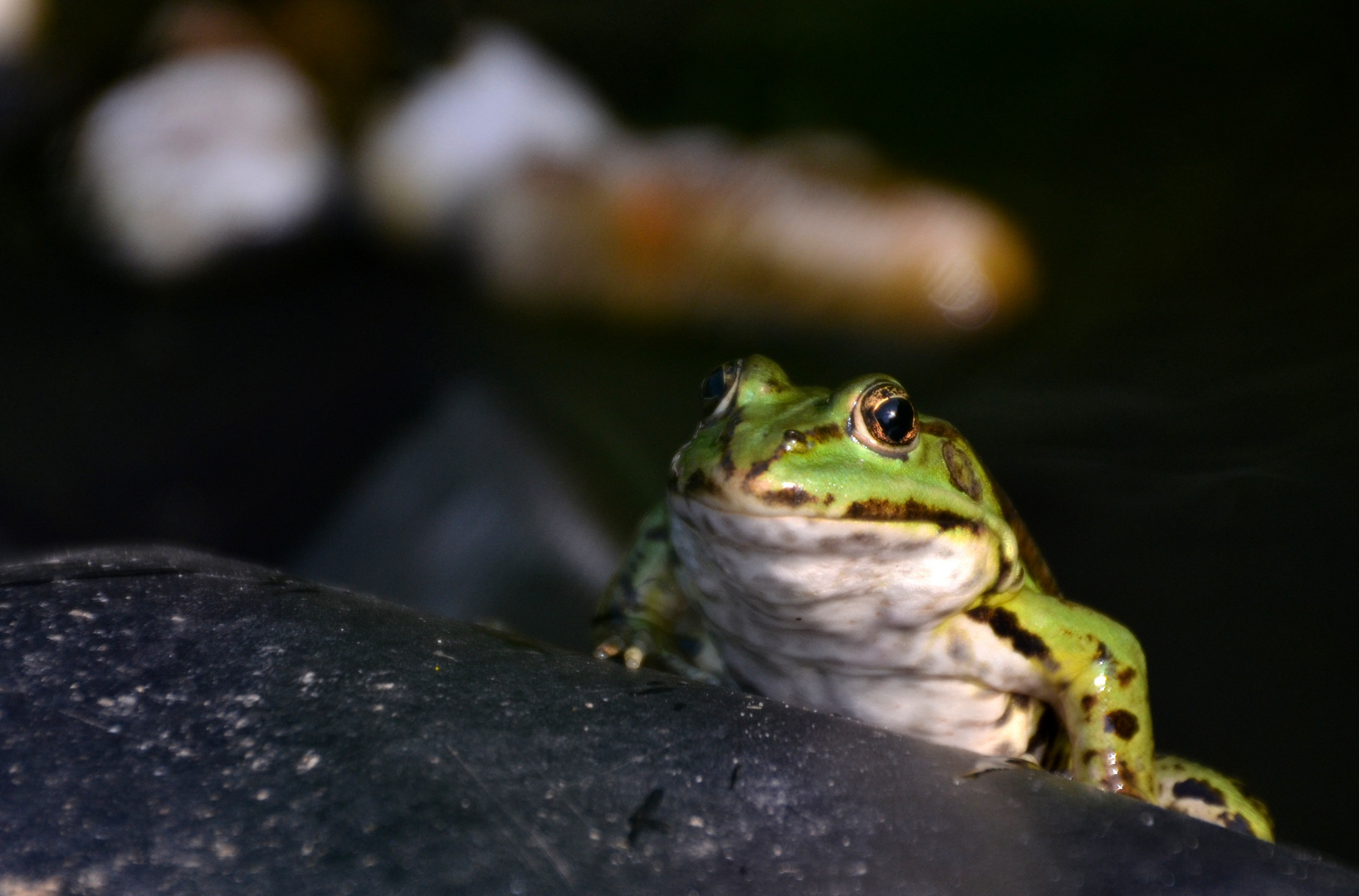 der King vom Gartenteich