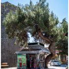 Der Kiosk und sein Baum...