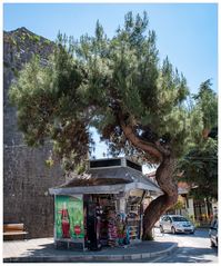 Der Kiosk und sein Baum...