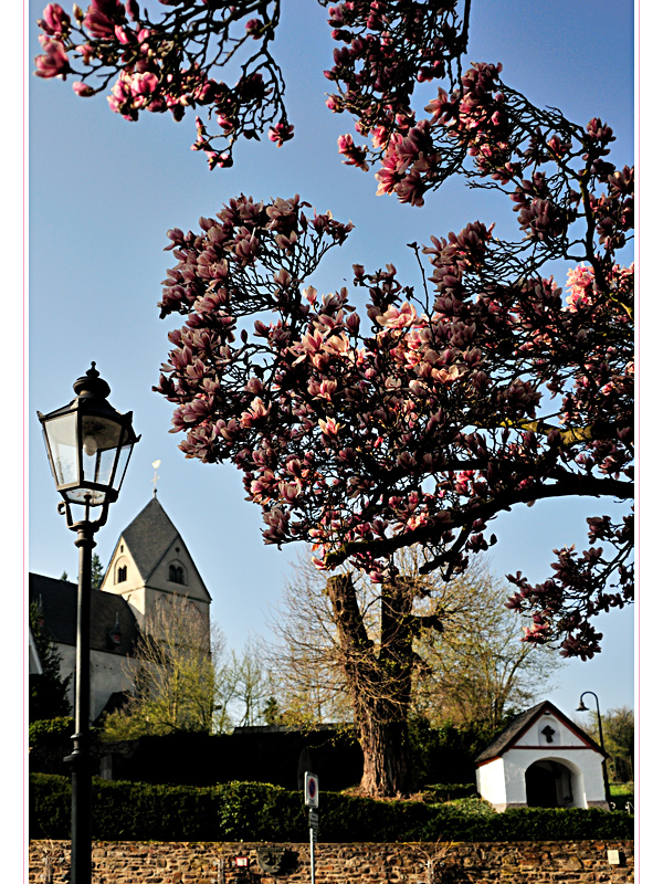 Der "Kirchbaum" und die alte Pfarrkirche