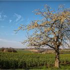 Der Kirschbaum