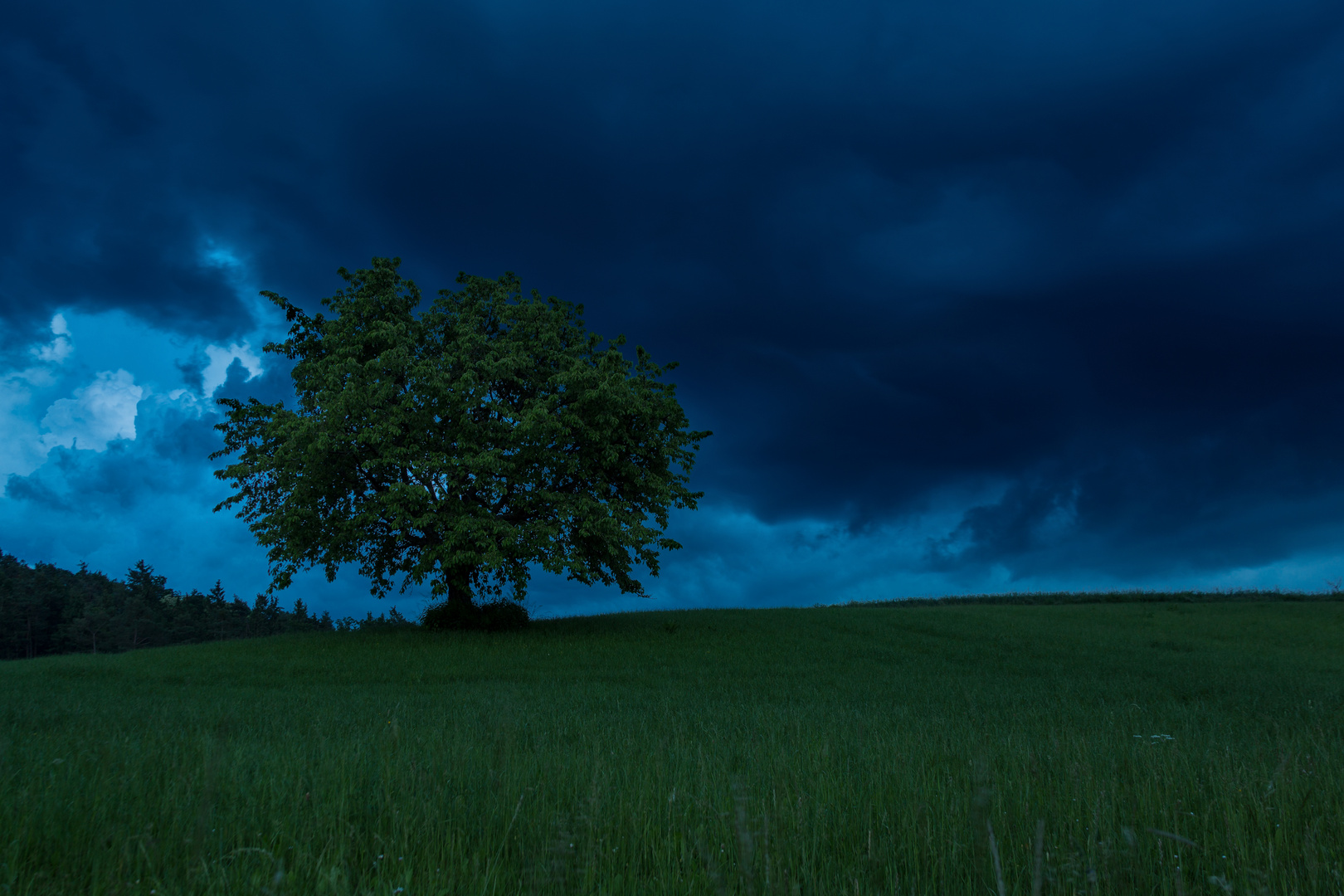 Der Kirschbaum