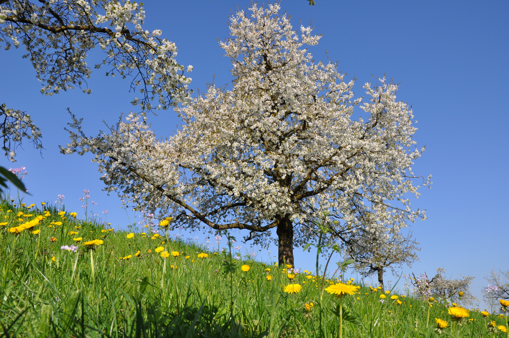 Der Kirschbaum