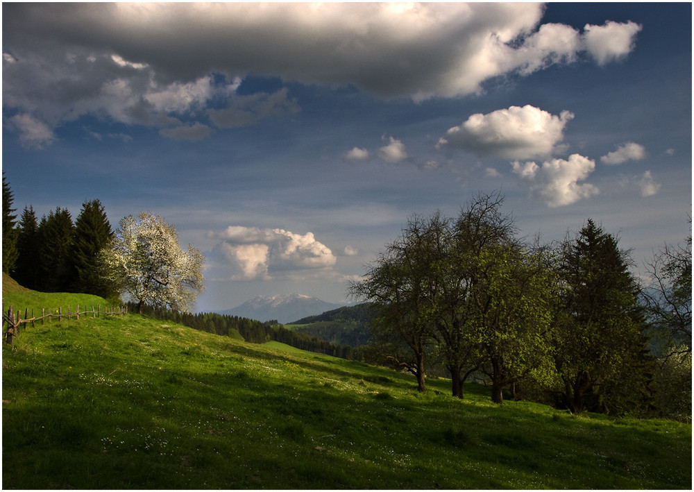 der Kirschbaum