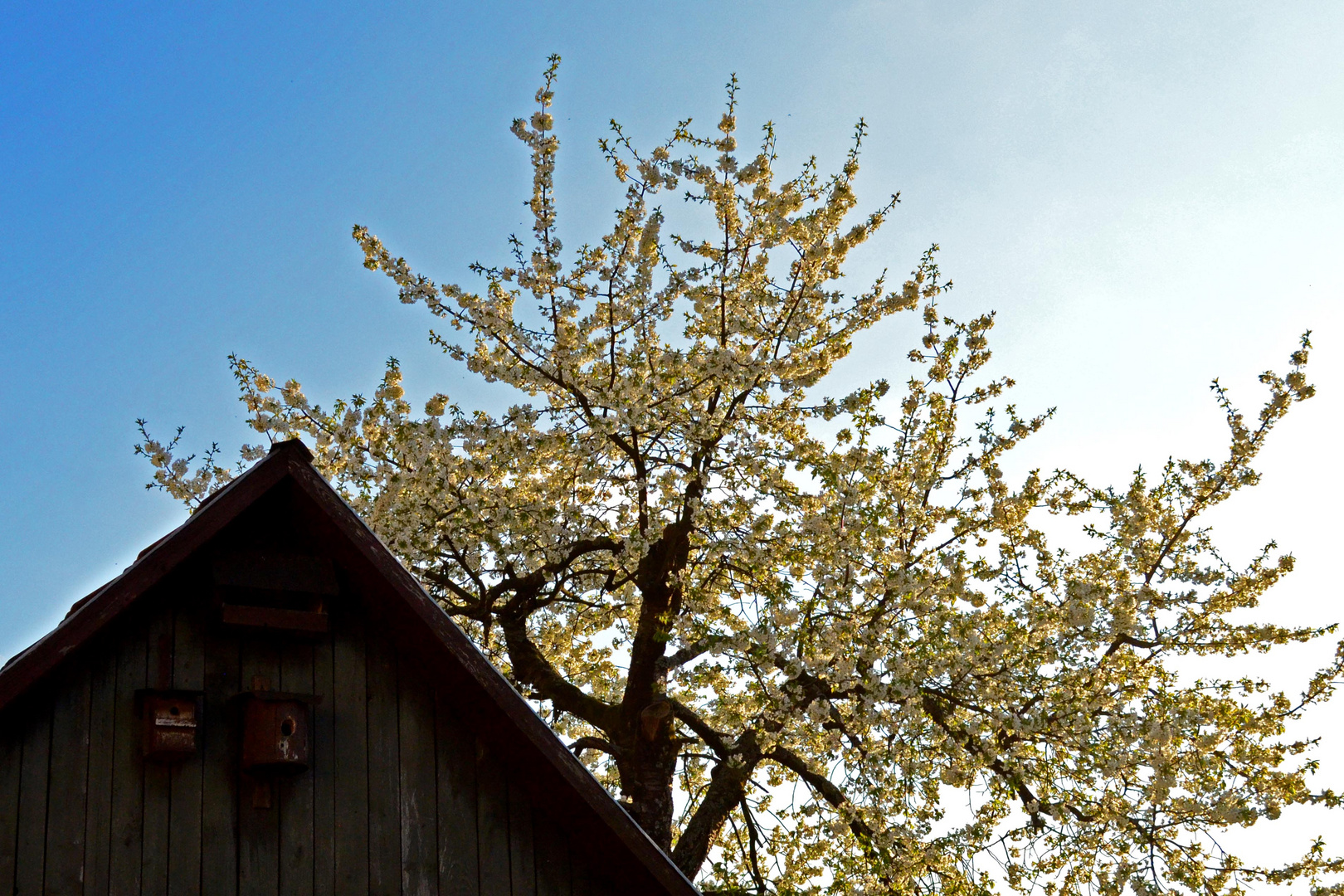 Der Kirschbaum