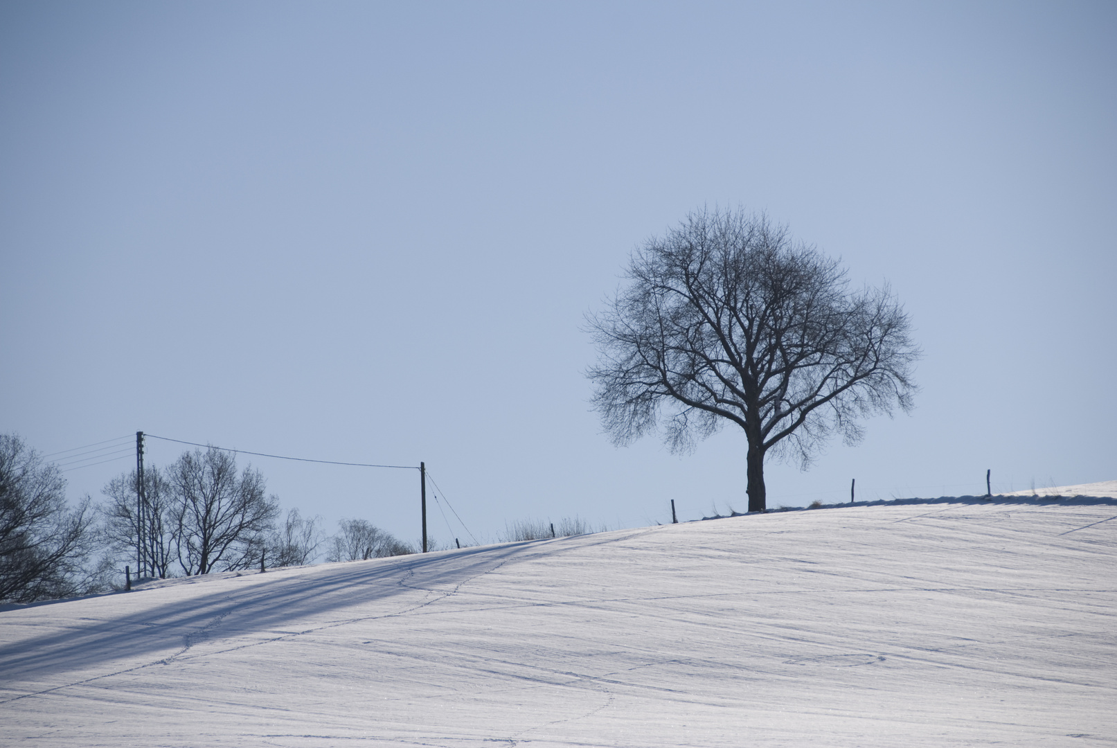 der Kirschbaum