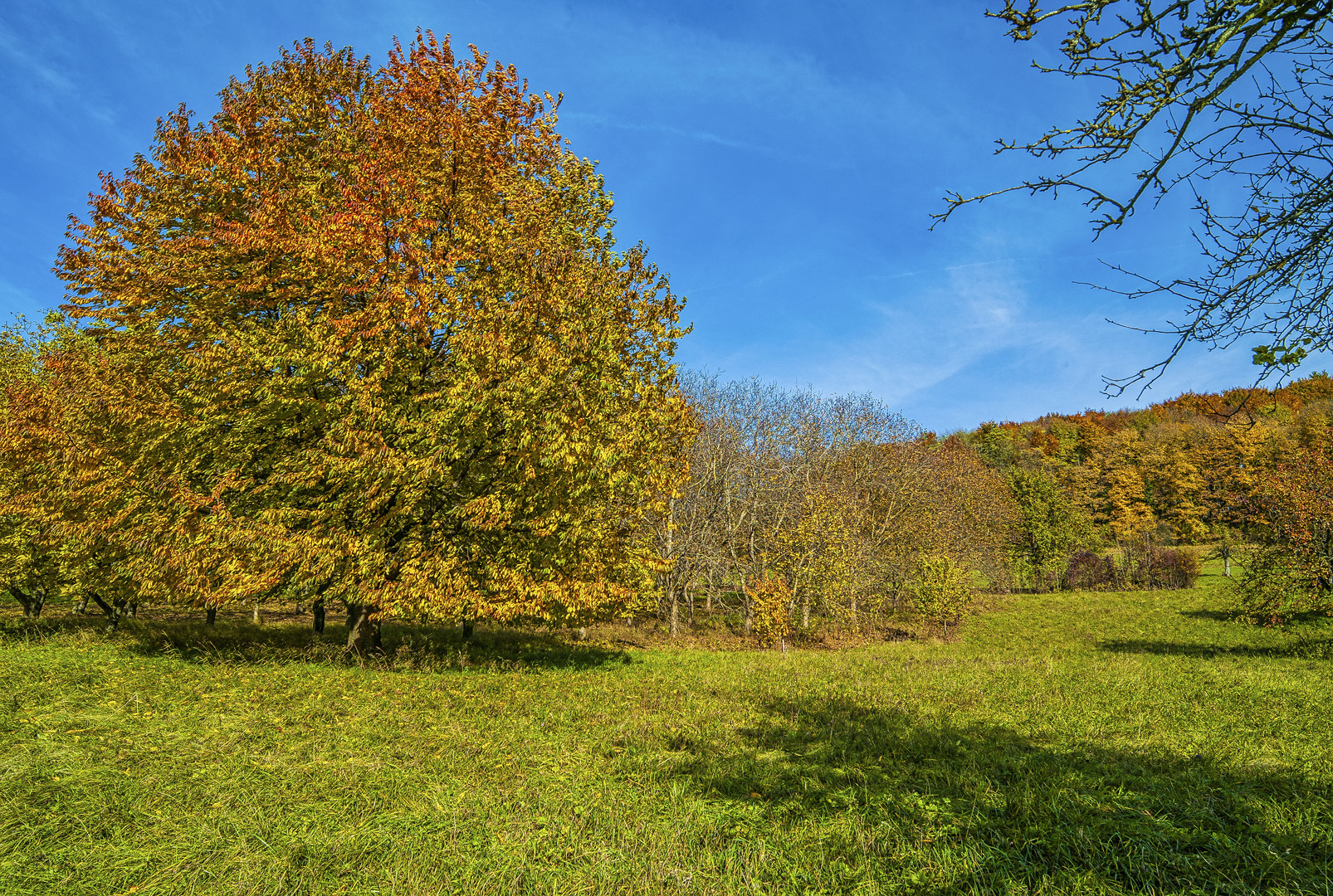 Der Kirschbaum