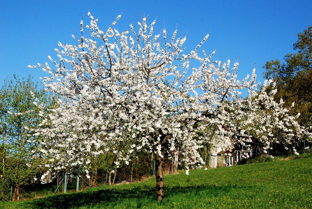 Der Kirschbaum