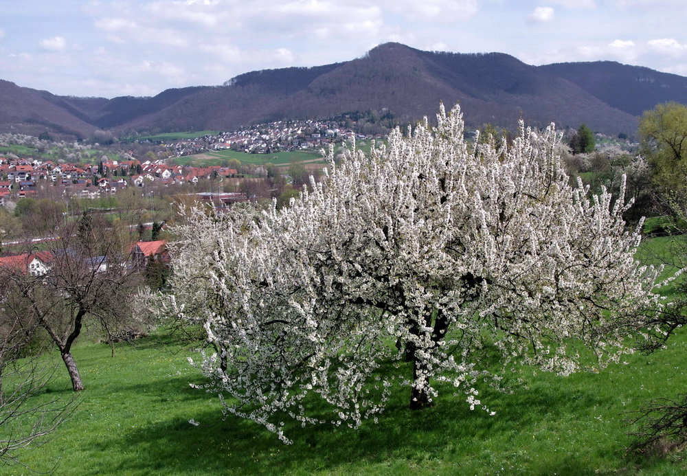 Der Kirschbaum blüht