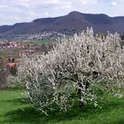 Der Kirschbaum blüht