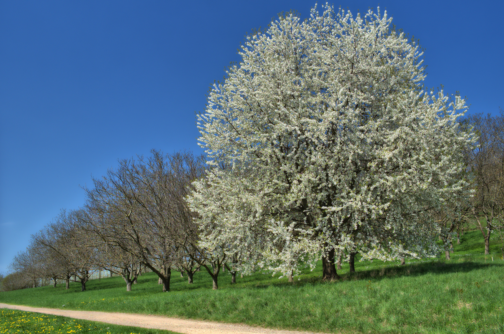 Der Kirschbaum