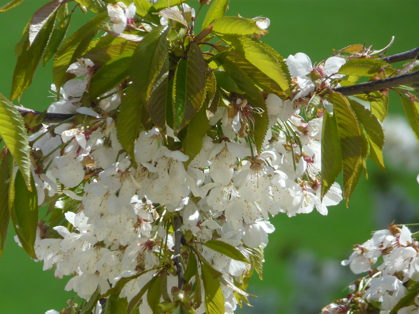 der Kirschbaum ...