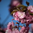 Der Kirschbaum in Nachbars' Garten 