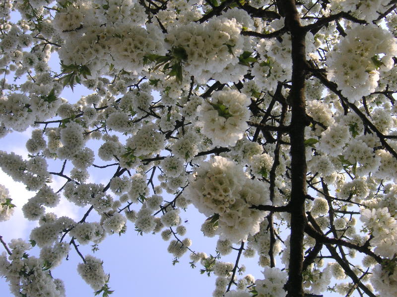 Der Kirschbaum in Nachbars Garten Foto & Bild pflanzen, pilze
