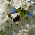 Der Kirschbaum lockt mit seinen herrlichen Blüten...