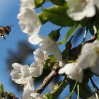 Der Kirschbaum summt