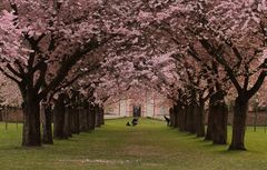 Der Kirschblütentunnel
