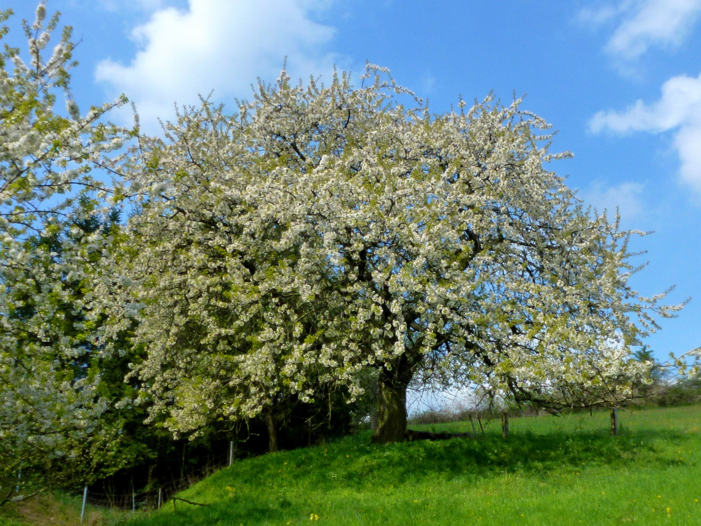 -Der Kirschenbaum-