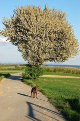 Der Kirschenbaum - in voller Größe