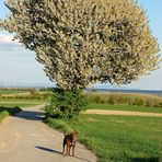 Der Kirschenbaum - in voller Größe