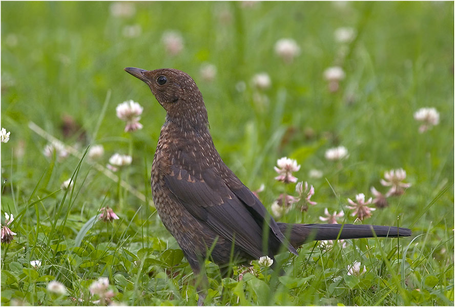 Der Kirschendieb