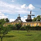 Der Kirschgarten von Sanssouci