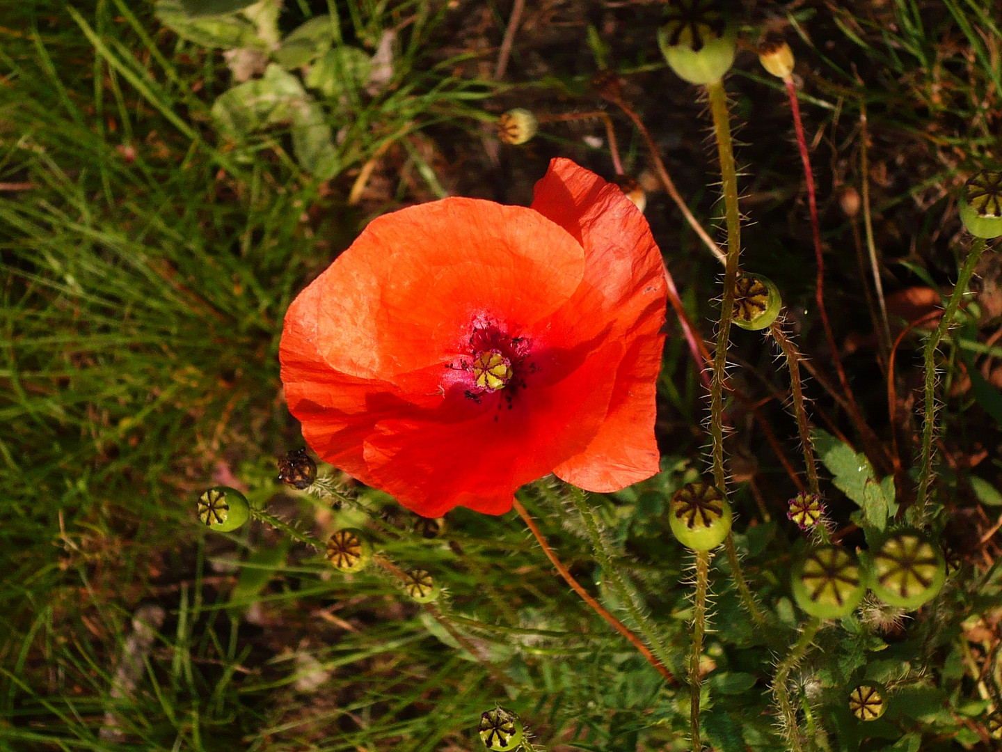 Der kitsch Mohn