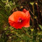 Der kitsch Mohn