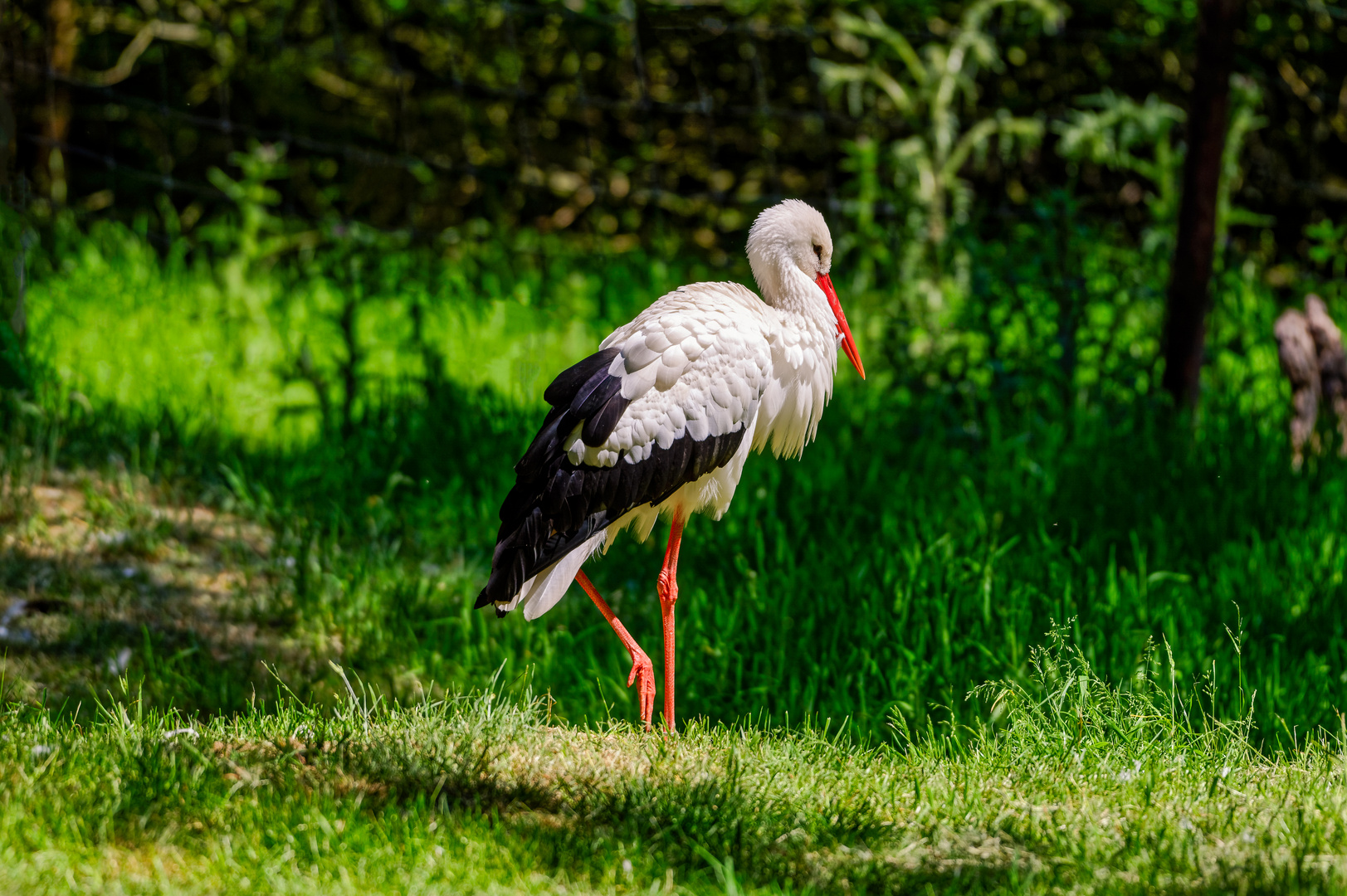 Der (Klapper-)Storch...