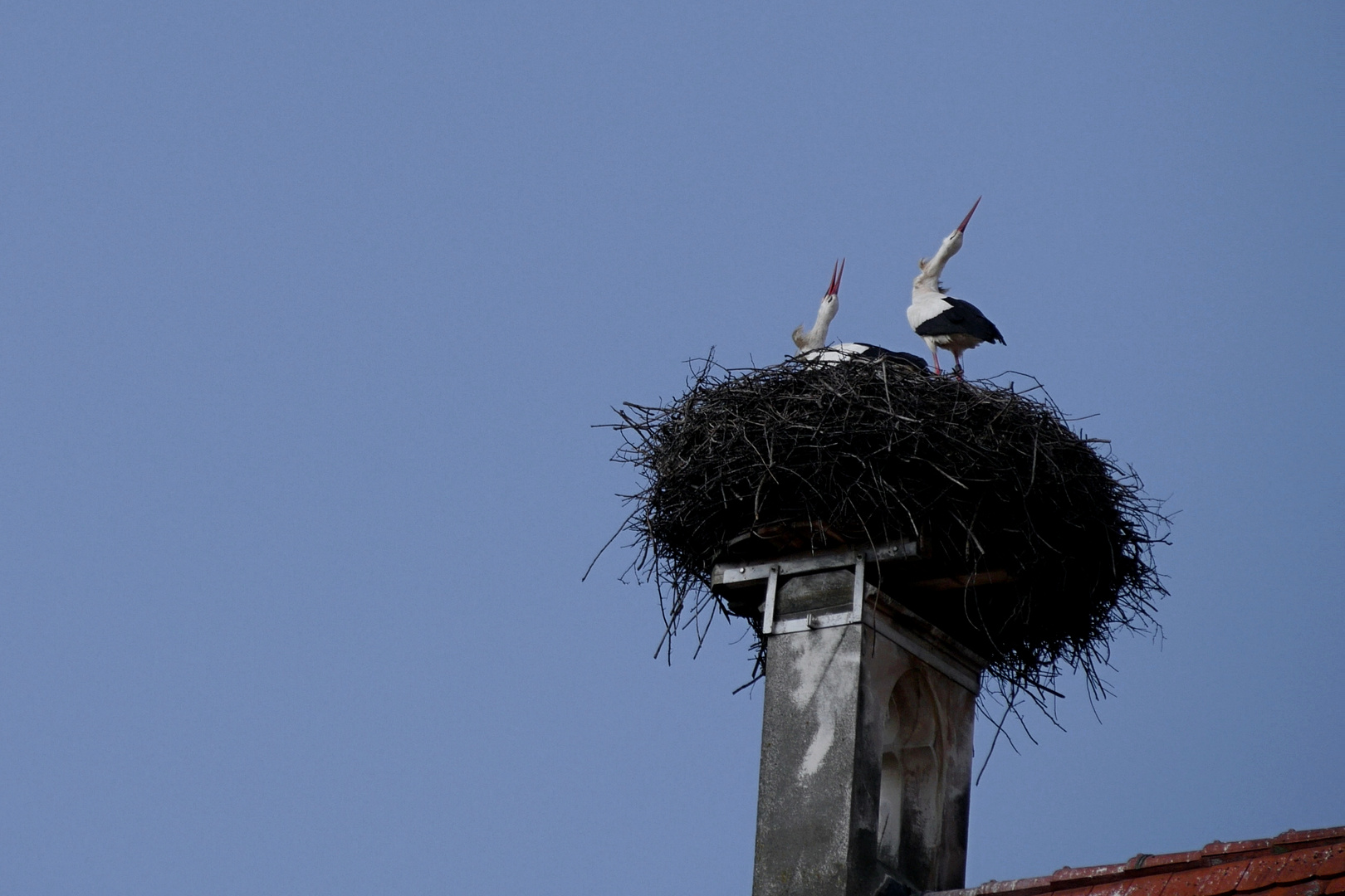 der Klapper....Klapperstorch