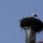 der Klapper....Klapperstorch