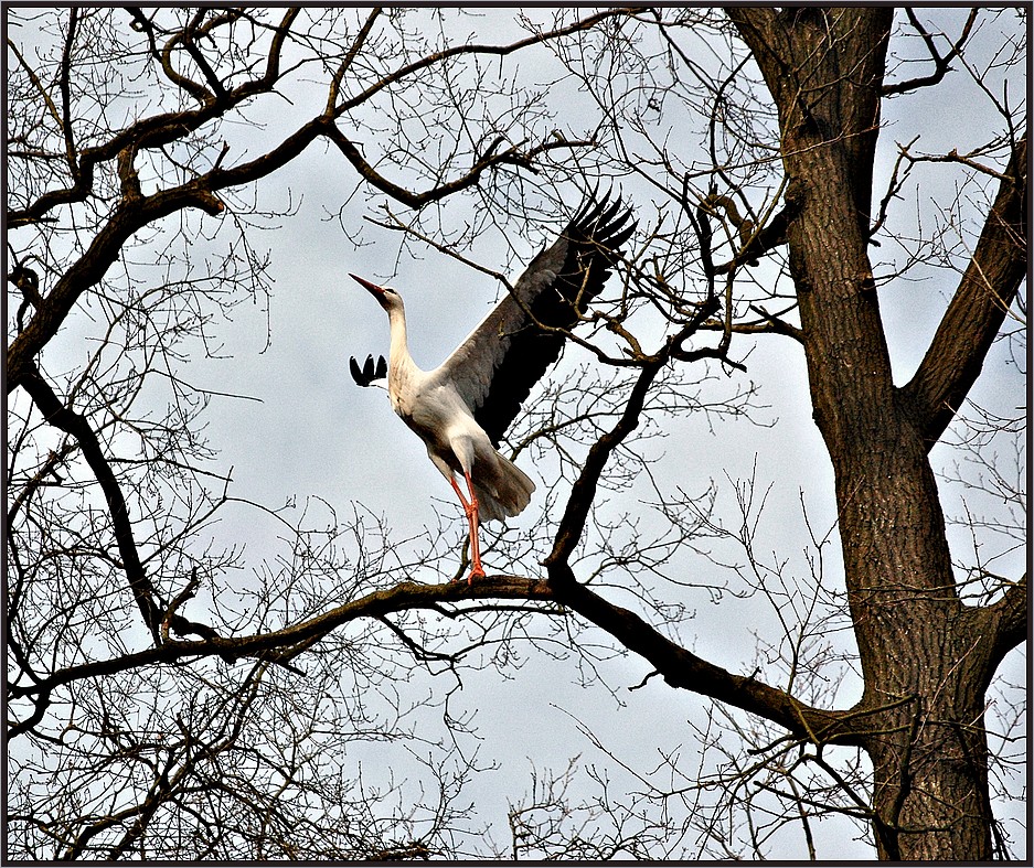 Der KLAPPERSTORCH ... > 11 - 20 