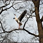 Der KLAPPERSTORCH ... > 11 - 20 <