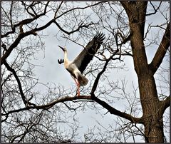 Der KLAPPERSTORCH ... > 11 - 20 <