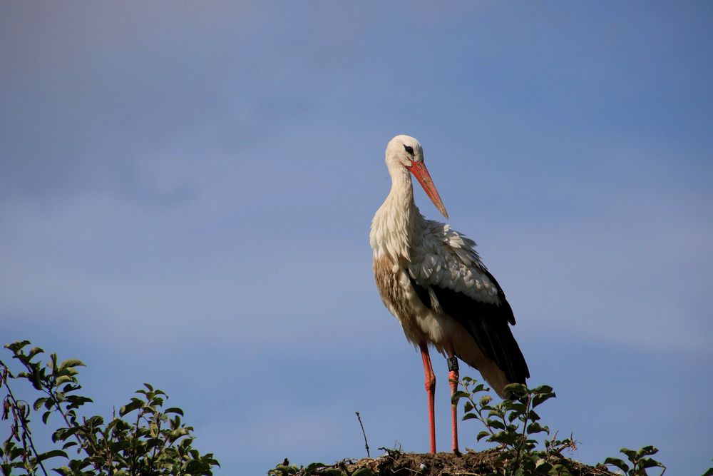 Der Klapperstorch