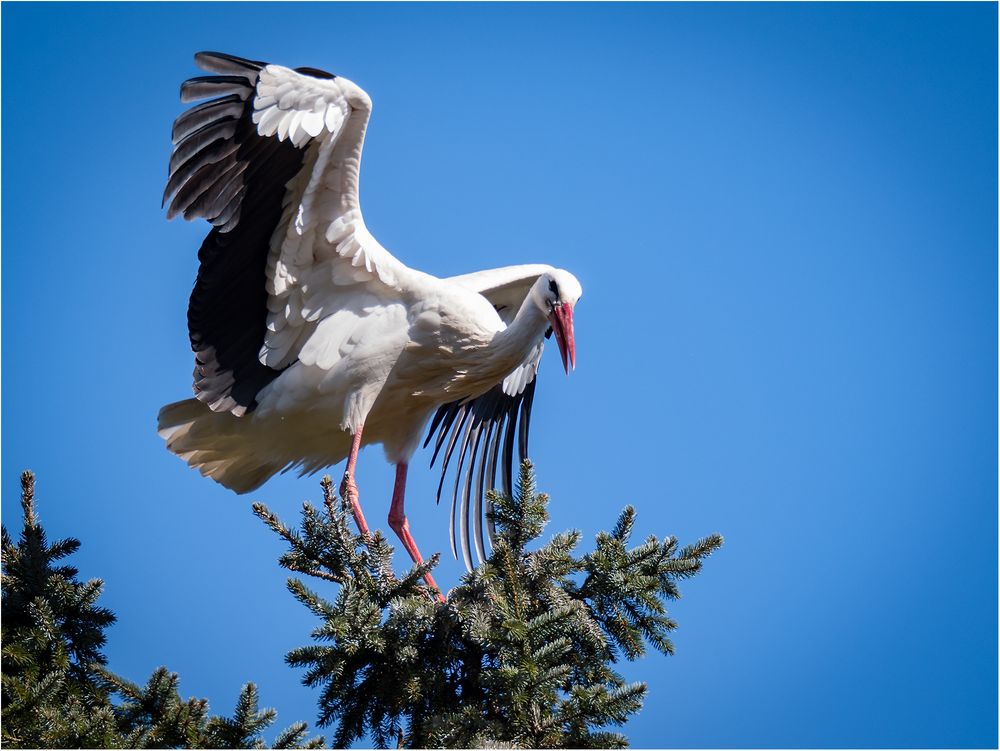 der Klapperstorch....