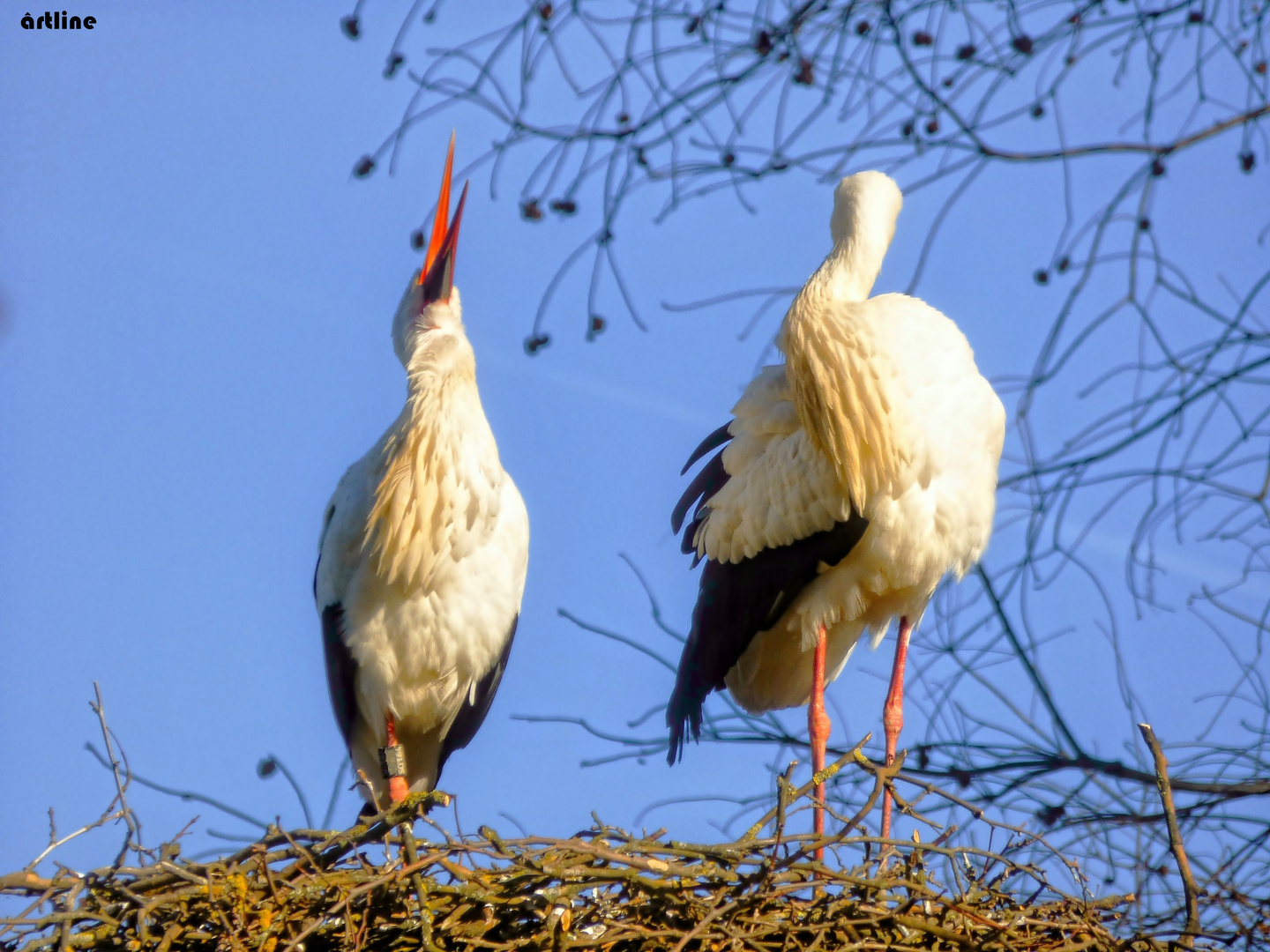 der "Klapperstorch"...