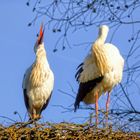 der "Klapperstorch"...