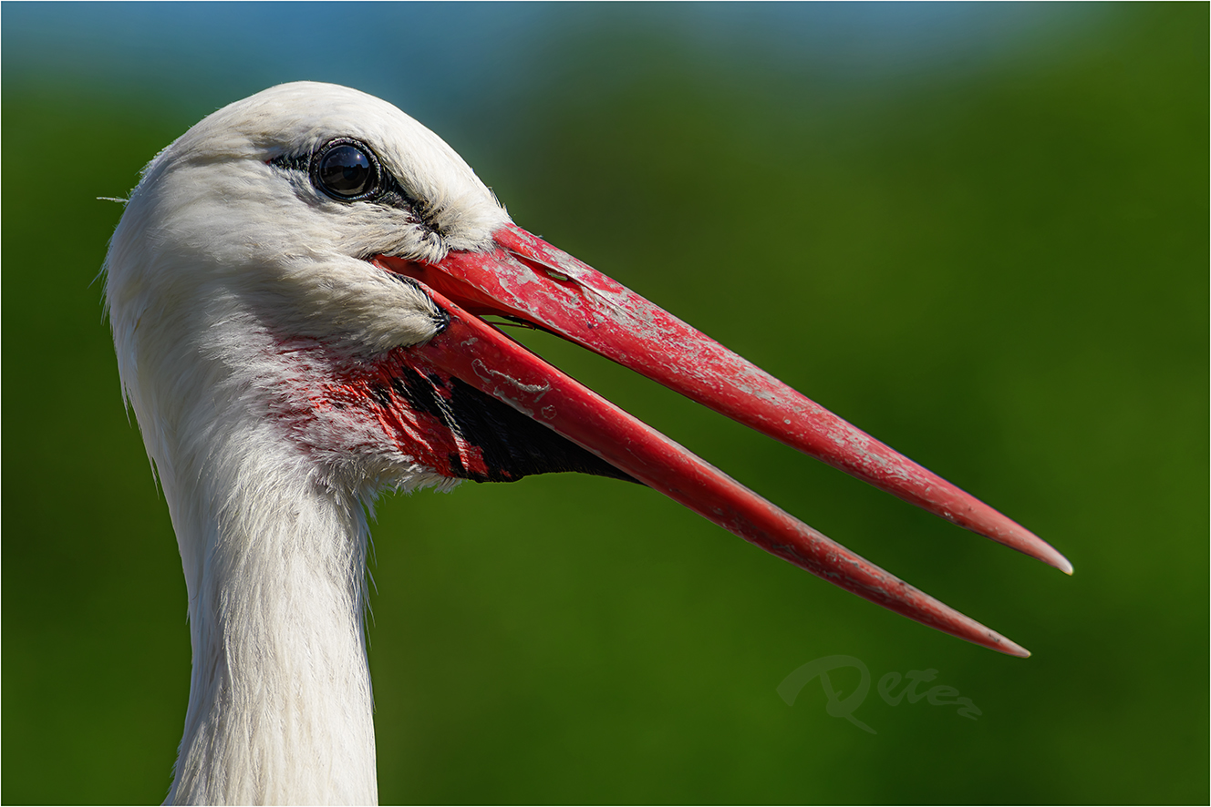 Der Klapperstorch