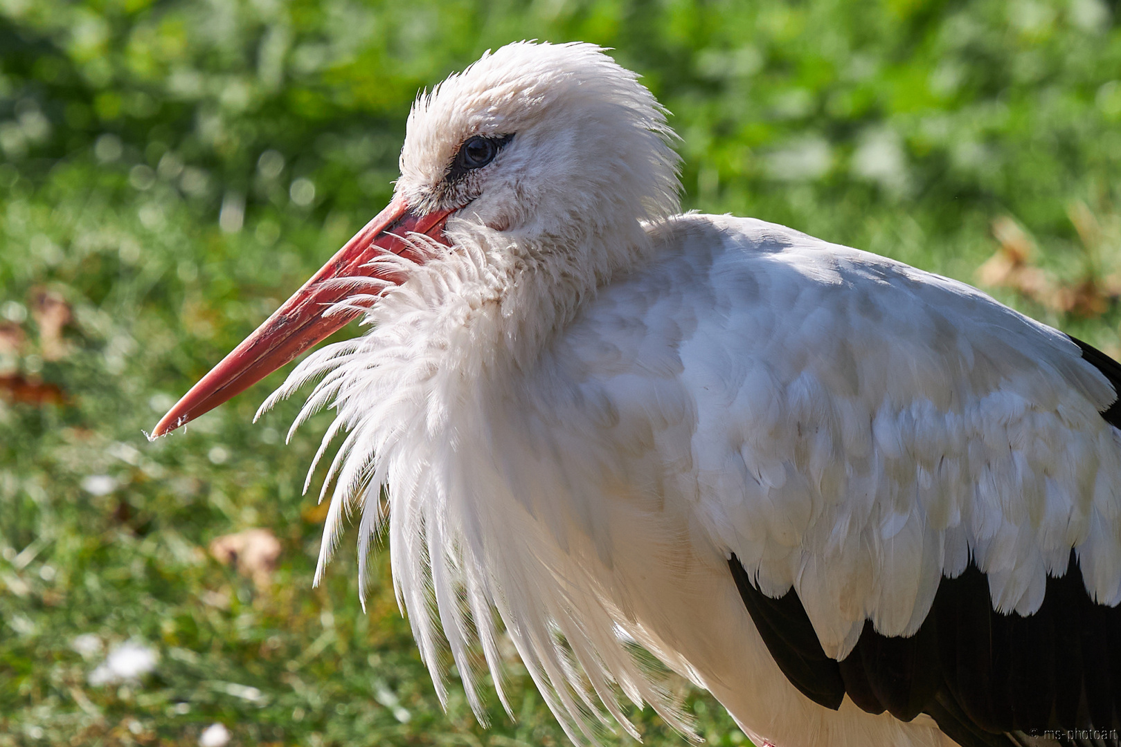 Der Klapperstorch