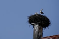 der Klapperstorch..