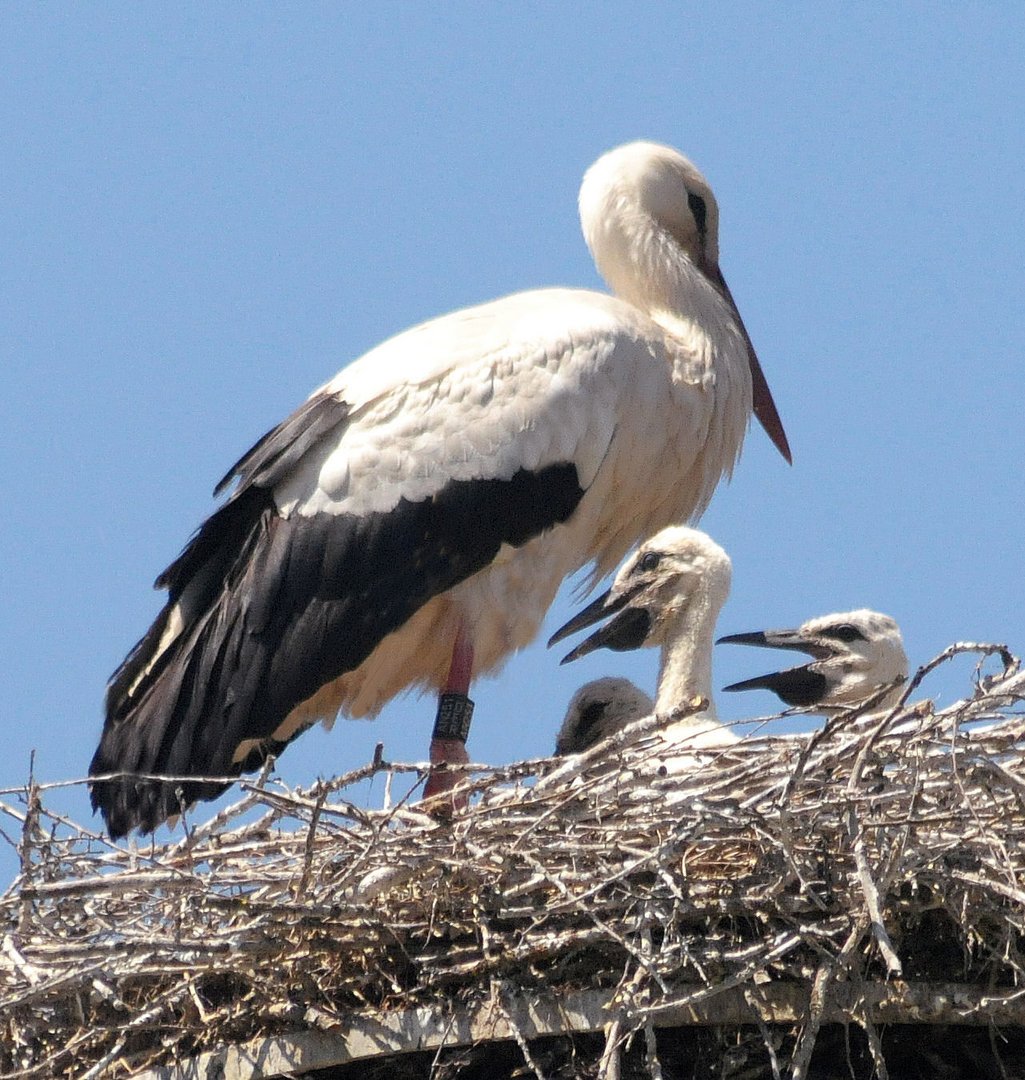 der Klapperstorch