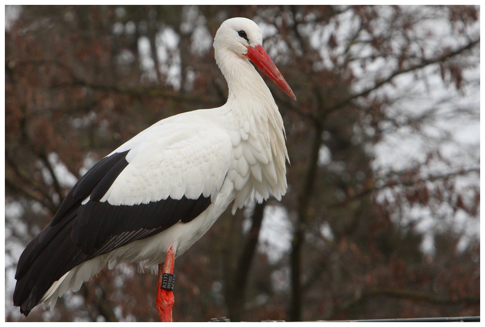 Der Klapperstorch