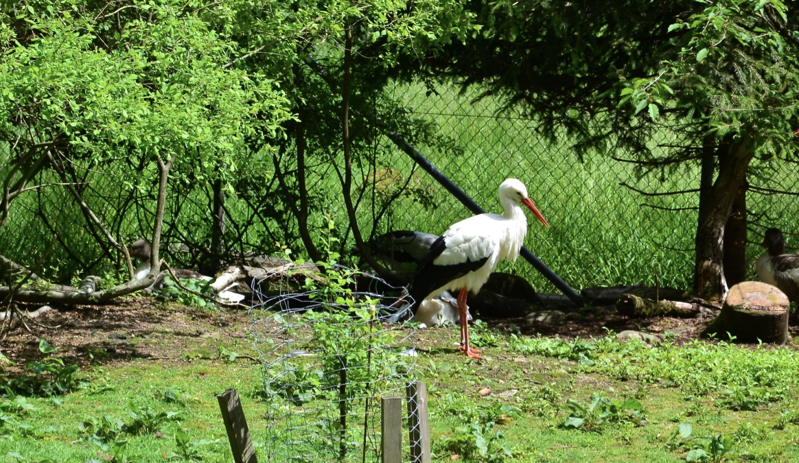 Der "Klapperstorch" …