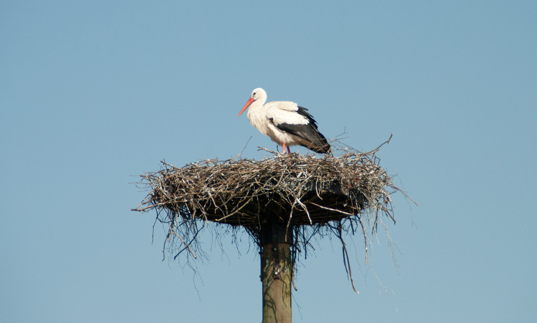 der Klapperstorch