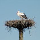 der Klapperstorch