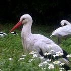 Der Klapperstorch auf der Wiese